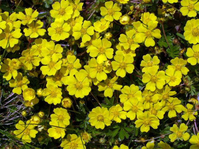 Mochna jarní (Potentilla tabernaemontani Aschers.)