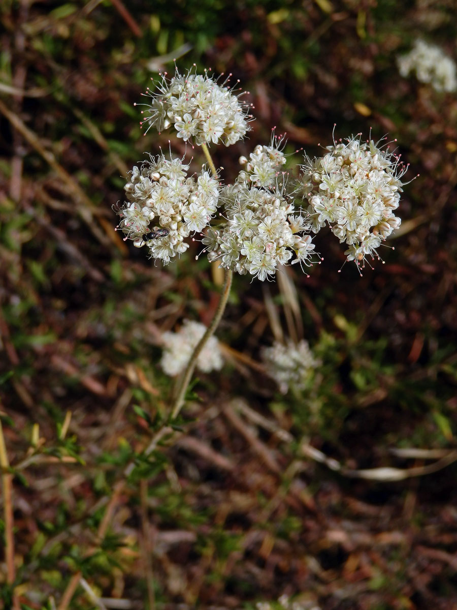 Eriogonum fasciculatum Benth.