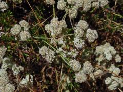 Eriogonum fasciculatum Benth.