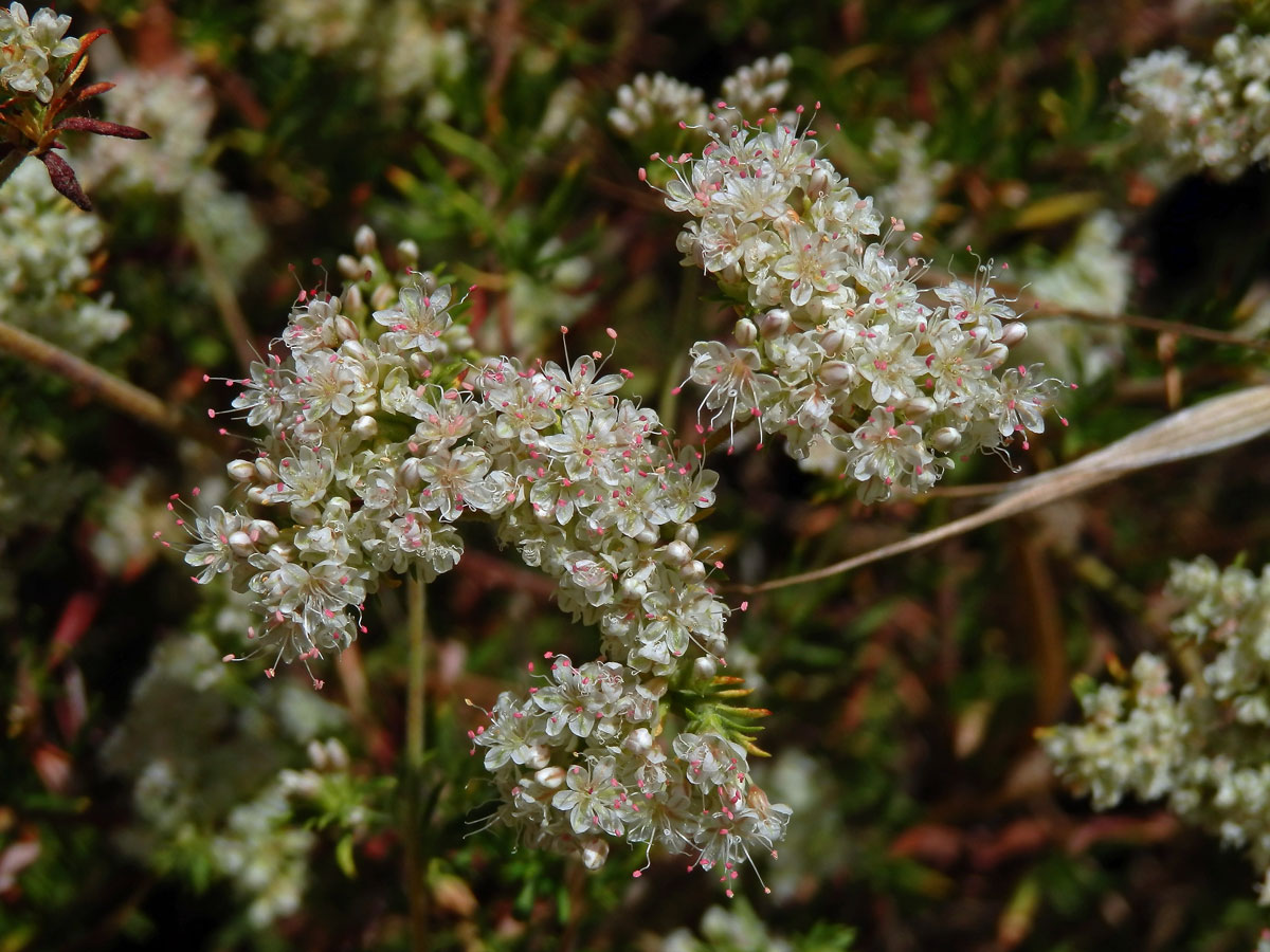 Eriogonum fasciculatum Benth.