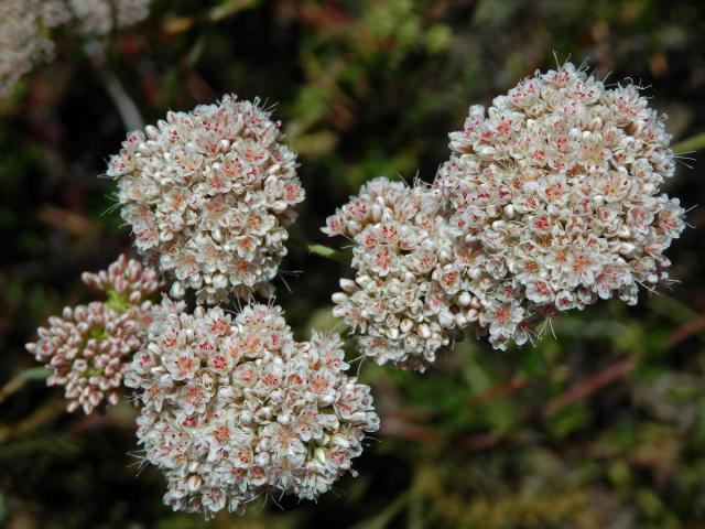 Eriogonum fasciculatum Benth.