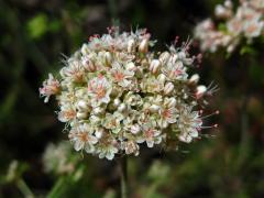 Eriogonum fasciculatum Benth.