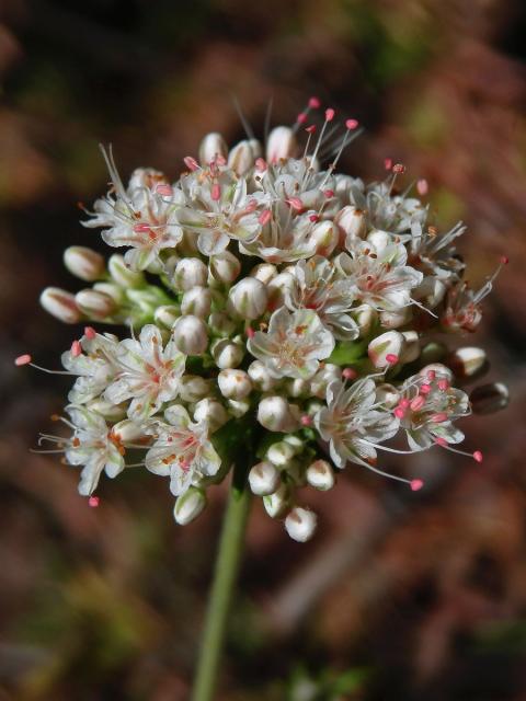 Eriogonum fasciculatum Benth.