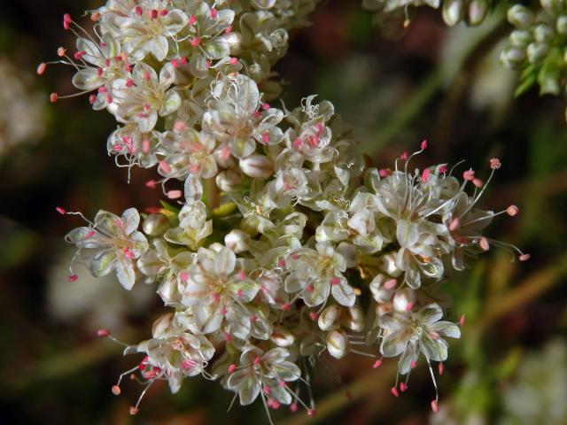 Eriogonum fasciculatum Benth.