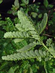 Phyllanthus amarus Schumacher & Thonn.