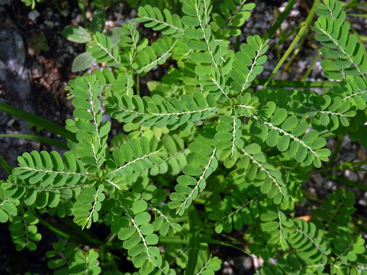 Phyllanthus amarus Schumacher & Thonn.