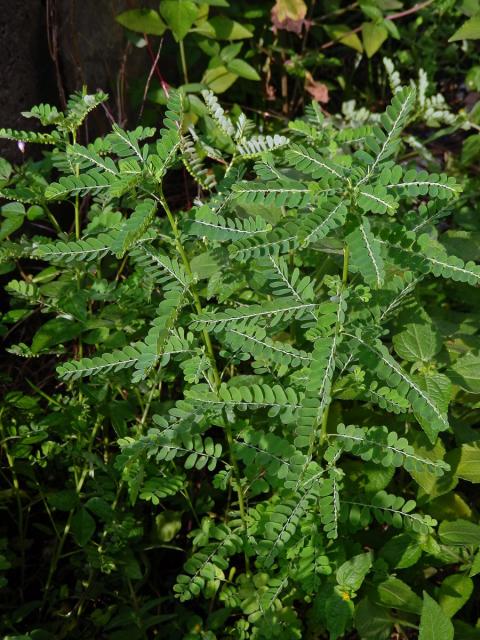 Phyllanthus amarus Schumacher & Thonn.