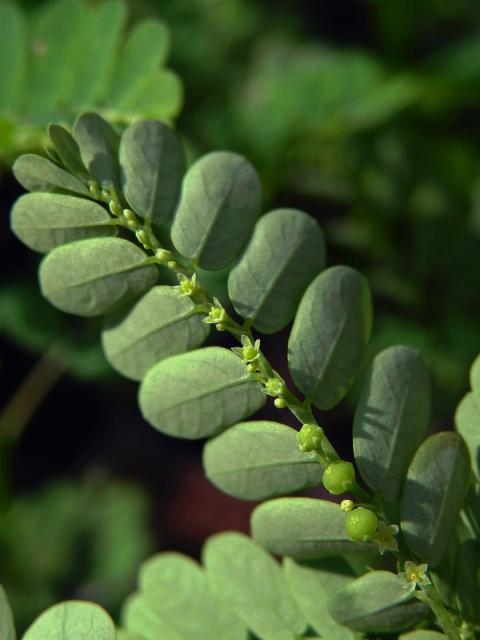 Phyllanthus amarus Schumacher & Thonn.