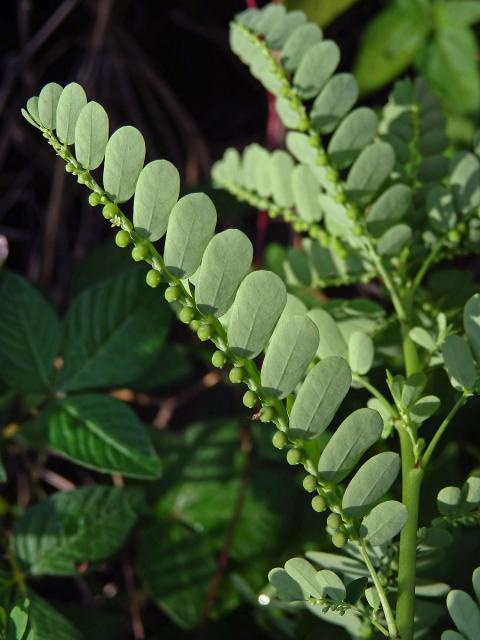 Phyllanthus amarus Schumacher & Thonn.