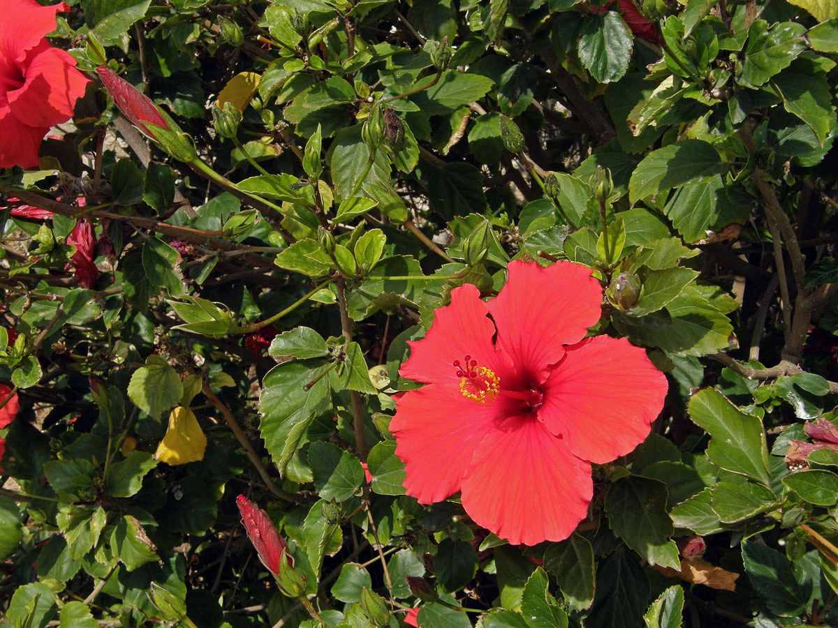 Ibišek (Hibiscus rosa sinensis L.)