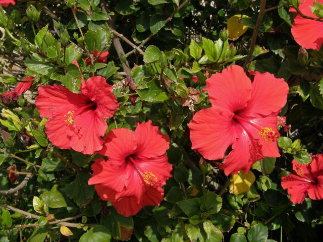 Ibišek (Hibiscus rosa sinensis L.)