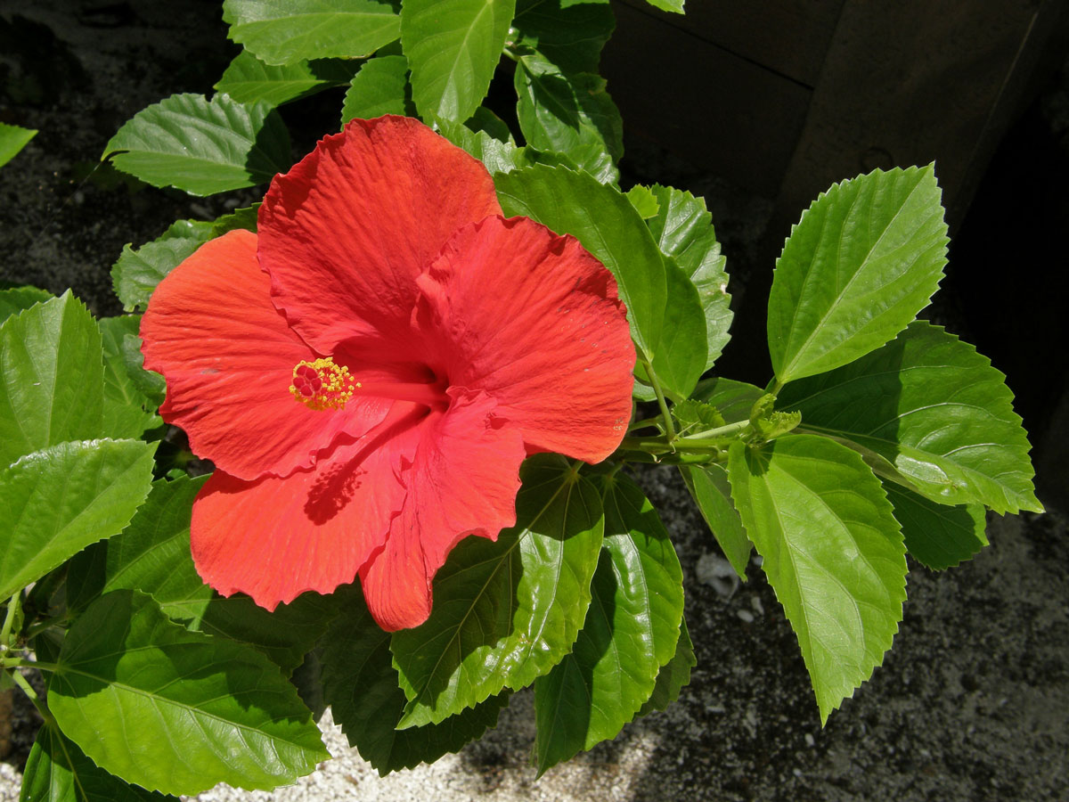 Ibišek (Hibiscus rosa sinensis L.)