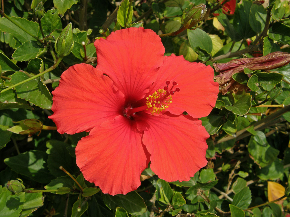 Ibišek (Hibiscus rosa sinensis L.)