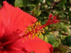 Ibišek (Hibiscus rosa sinensis L.)