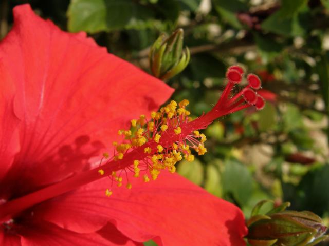 Ibišek (Hibiscus rosa sinensis L.)