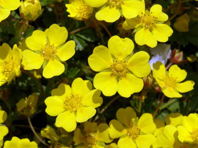 Mochna jarní (Potentilla tabernaemontani Aschers.)