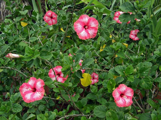 Ibišek (Hibiscus rosa sinensis L.)