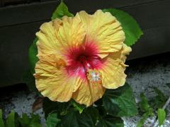 Ibišek (Hibiscus rosa sinensis L.)