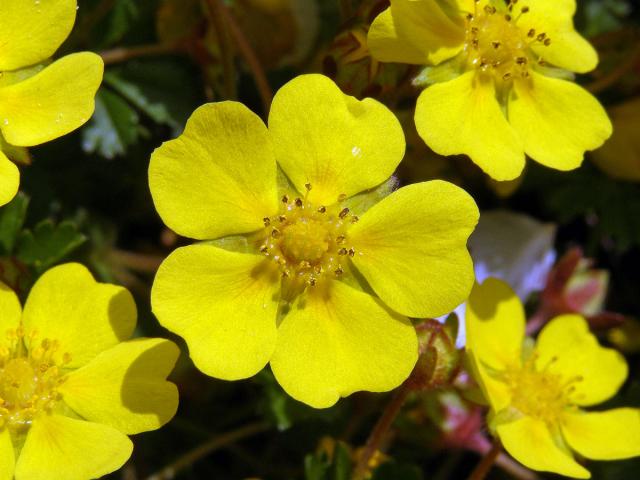 Mochna jarní (Potentilla tabernaemontani Aschers.)