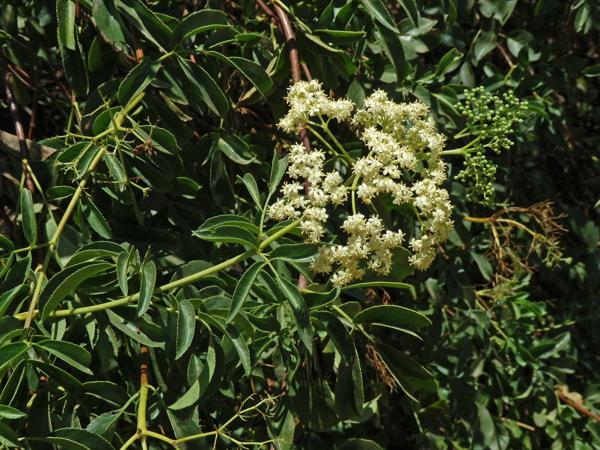 Bez černý (Sambucus nigra subsp. coerulea (L.) R. Bolli)