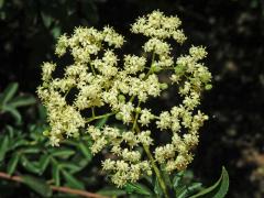 Bez černý (Sambucus nigra subsp. coerulea (L.) R. Bolli)