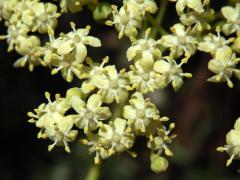 Bez černý (Sambucus nigra subsp. coerulea (L.) R. Bolli)