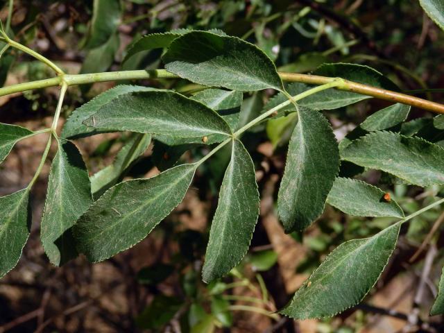 Bez černý (Sambucus nigra subsp. coerulea (L.) R. Bolli)