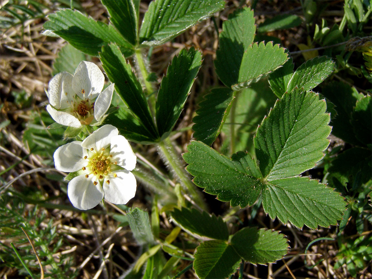 Jahodník trávnice (Fragaria viridis (Duchasne) Weston)