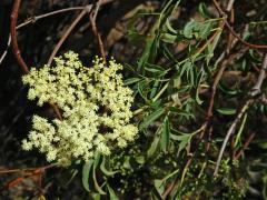 Bez černý (Sambucus nigra subsp. coerulea (L.) R. Bolli)