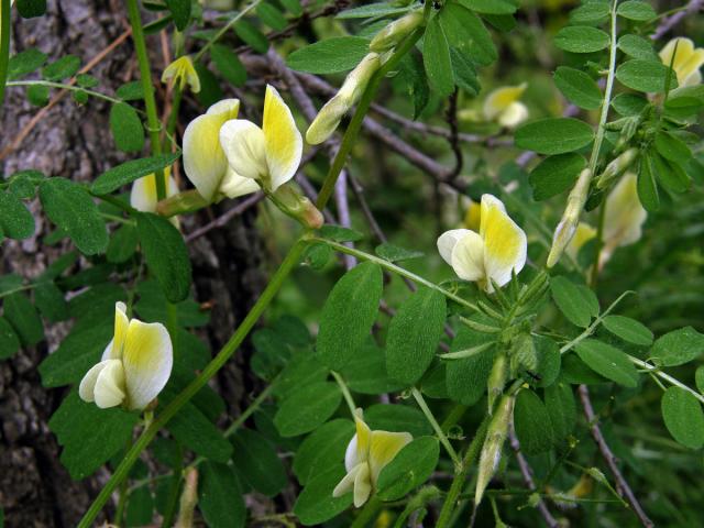 Vikev (Vicia hybrida L.)