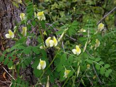 Vikev (Vicia hybrida L.)