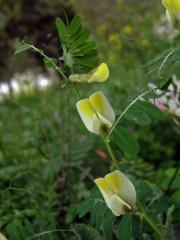 Vikev (Vicia hybrida L.)