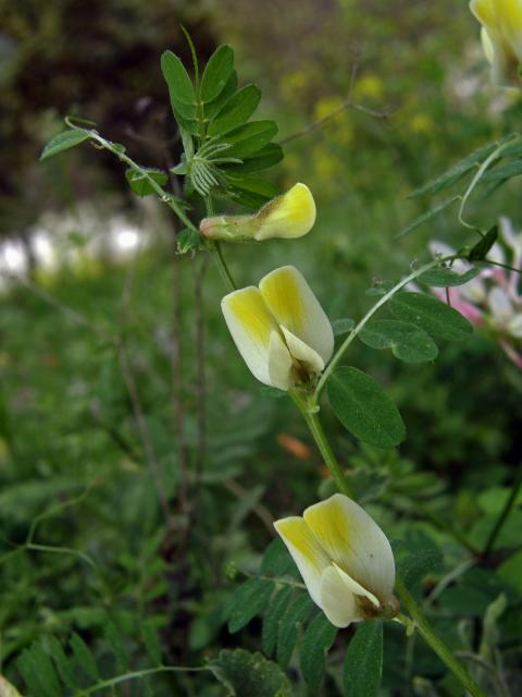 Vikev (Vicia hybrida L.)