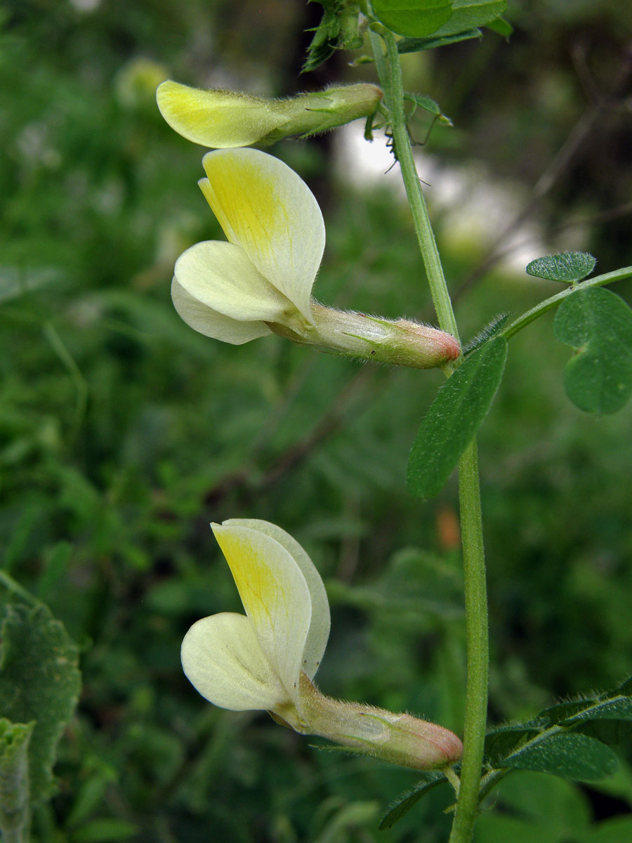 Vikev (Vicia hybrida L.)