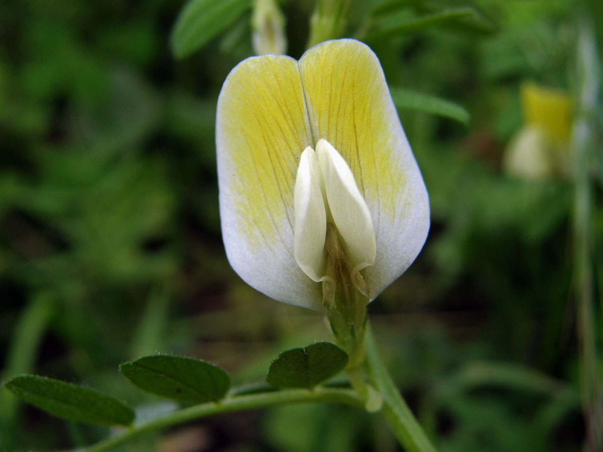 Vikev (Vicia hybrida L.)