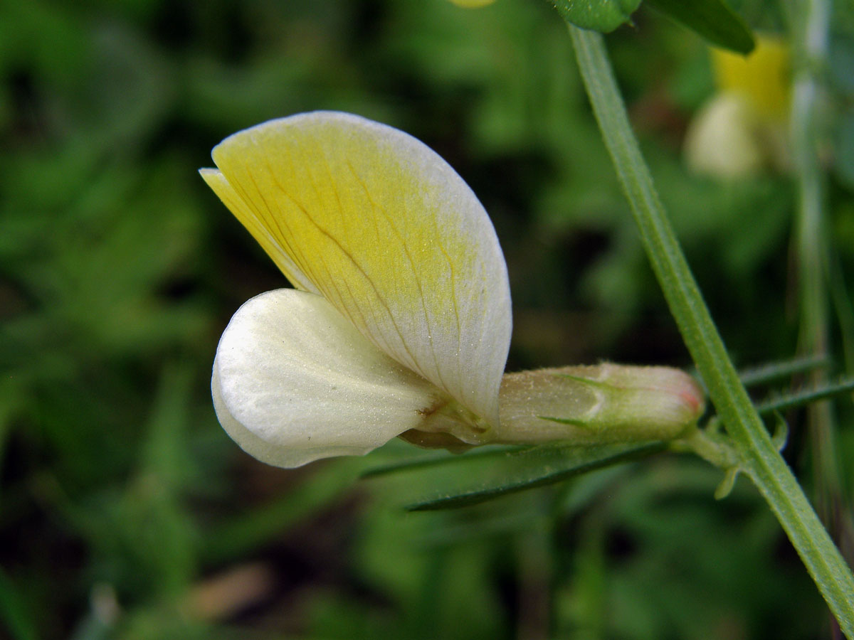 Vikev (Vicia hybrida L.)