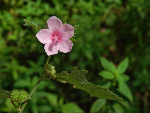 Urena sinuata L.