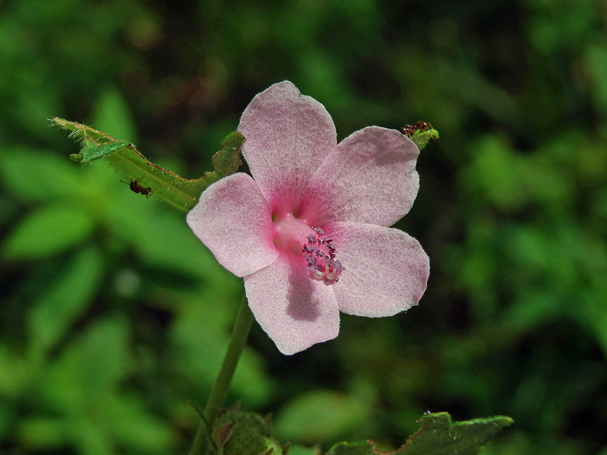 Urena sinuata L.