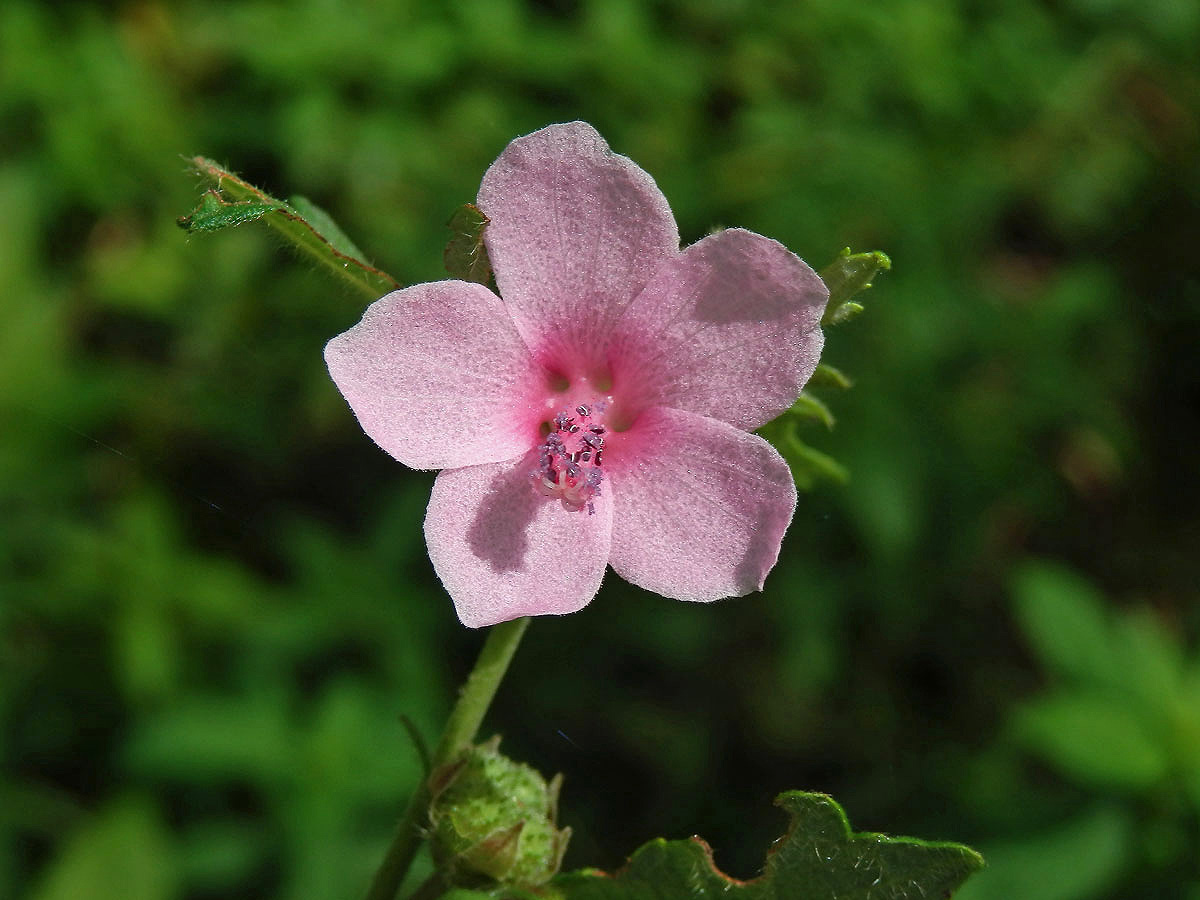 Urena sinuata L.