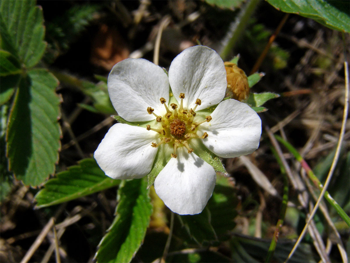 Jahodník trávnice (Fragaria viridis (Duchasne) Weston)