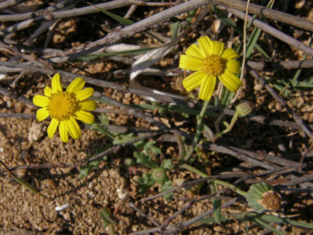 Starček modravý (Senecio glaucus L.)