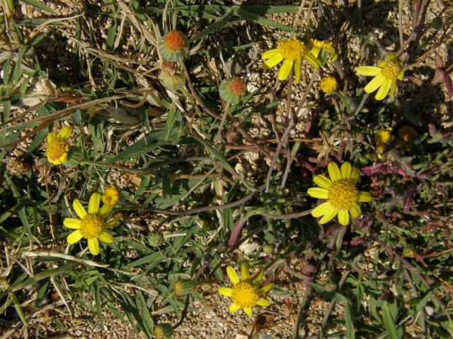 Starček modravý (Senecio glaucus L.)