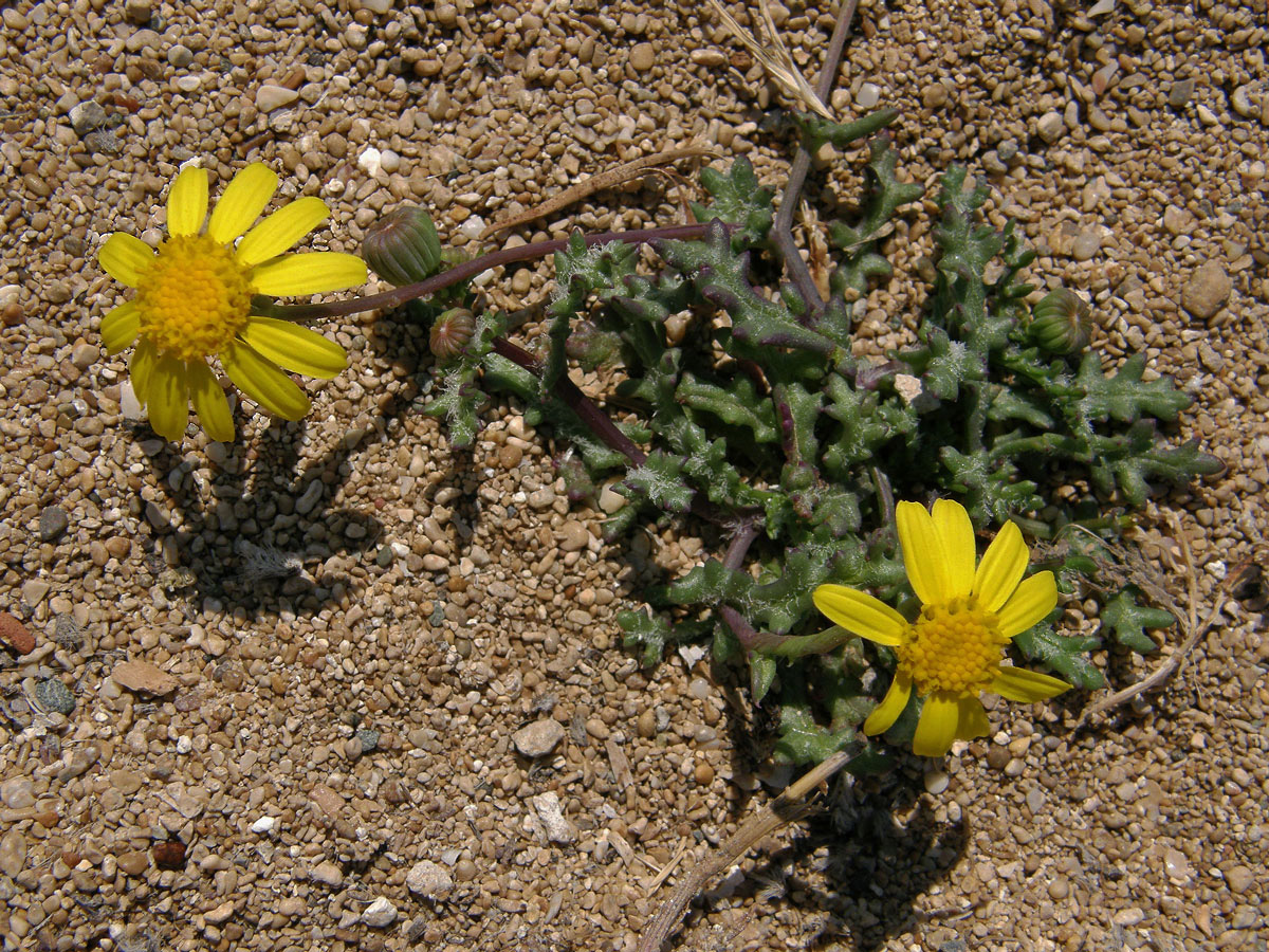 Starček modravý (Senecio glaucus L.)