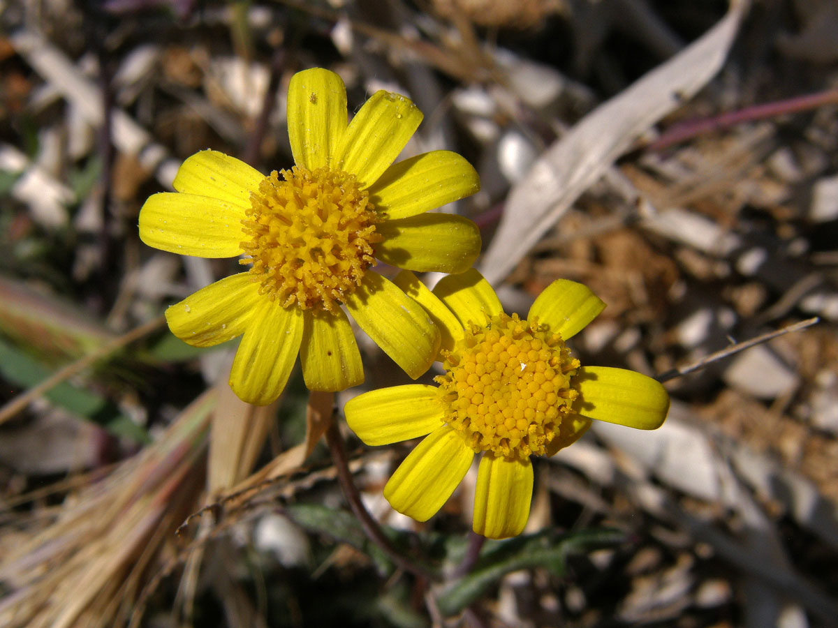 Starček modravý (Senecio glaucus L.)