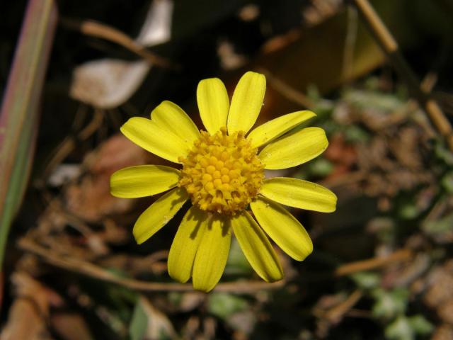 Starček modravý (Senecio glaucus L.)