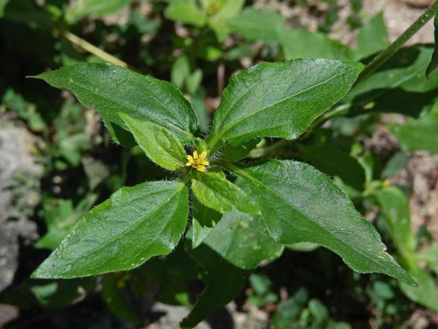 Synedrella nodiflora (L.) Gaertn.