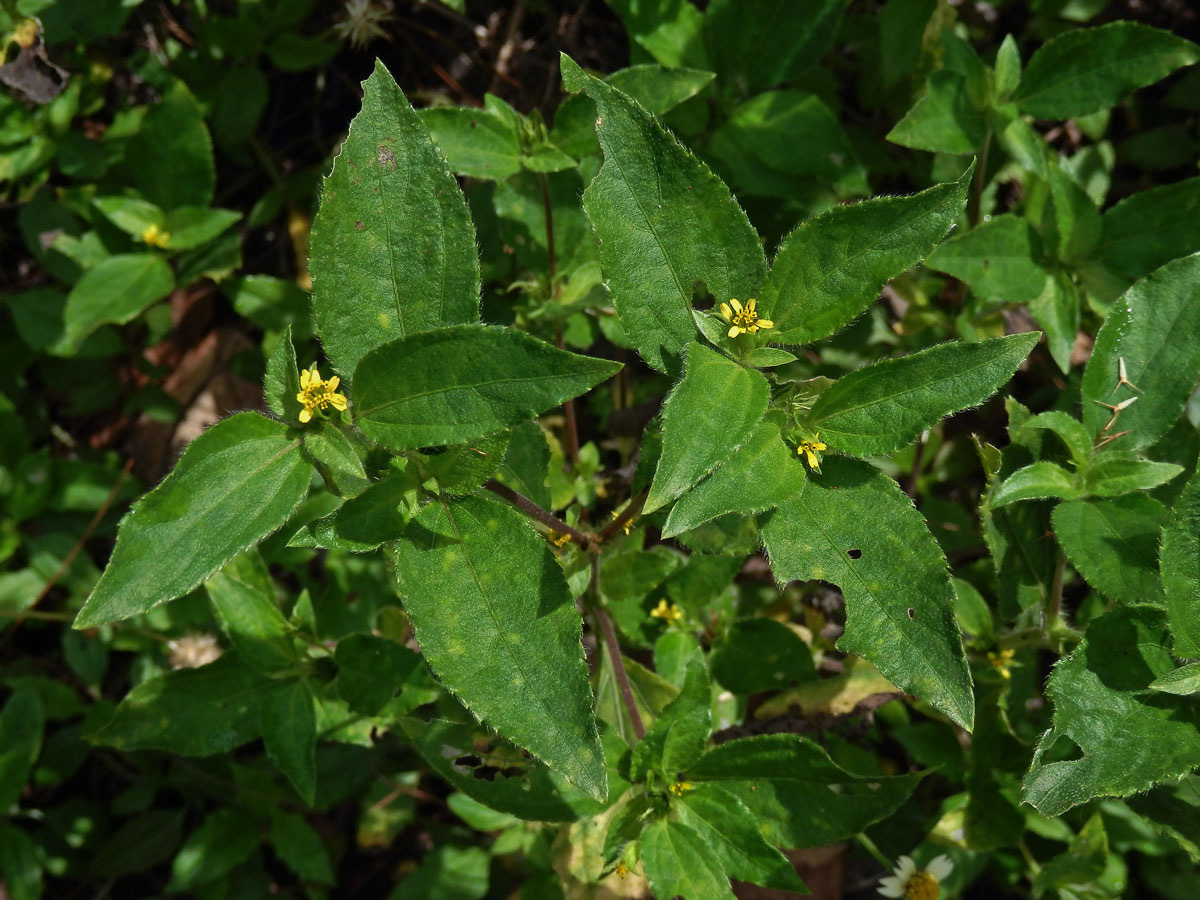 Synedrella nodiflora (L.) Gaertn.