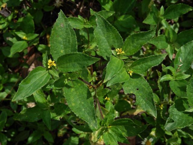 Synedrella nodiflora (L.) Gaertn.