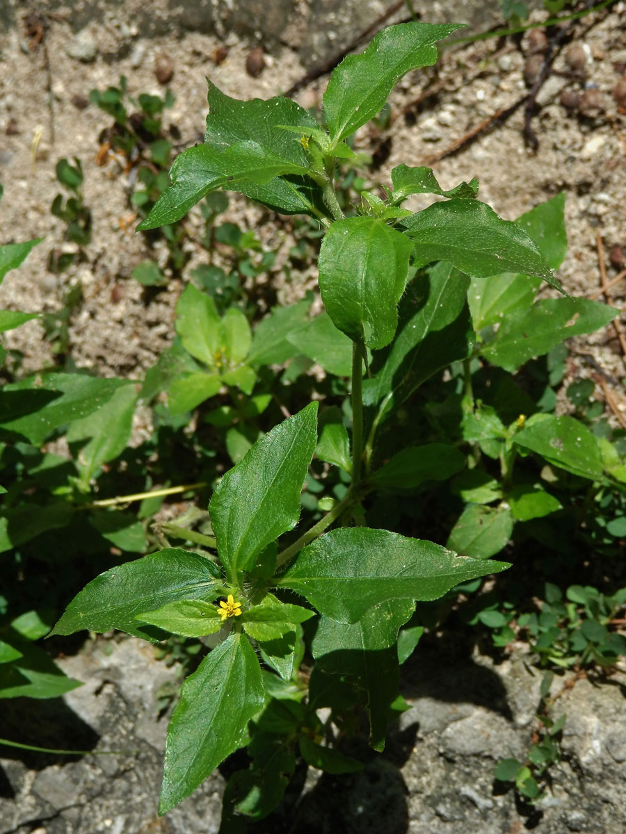 Synedrella nodiflora (L.) Gaertn.