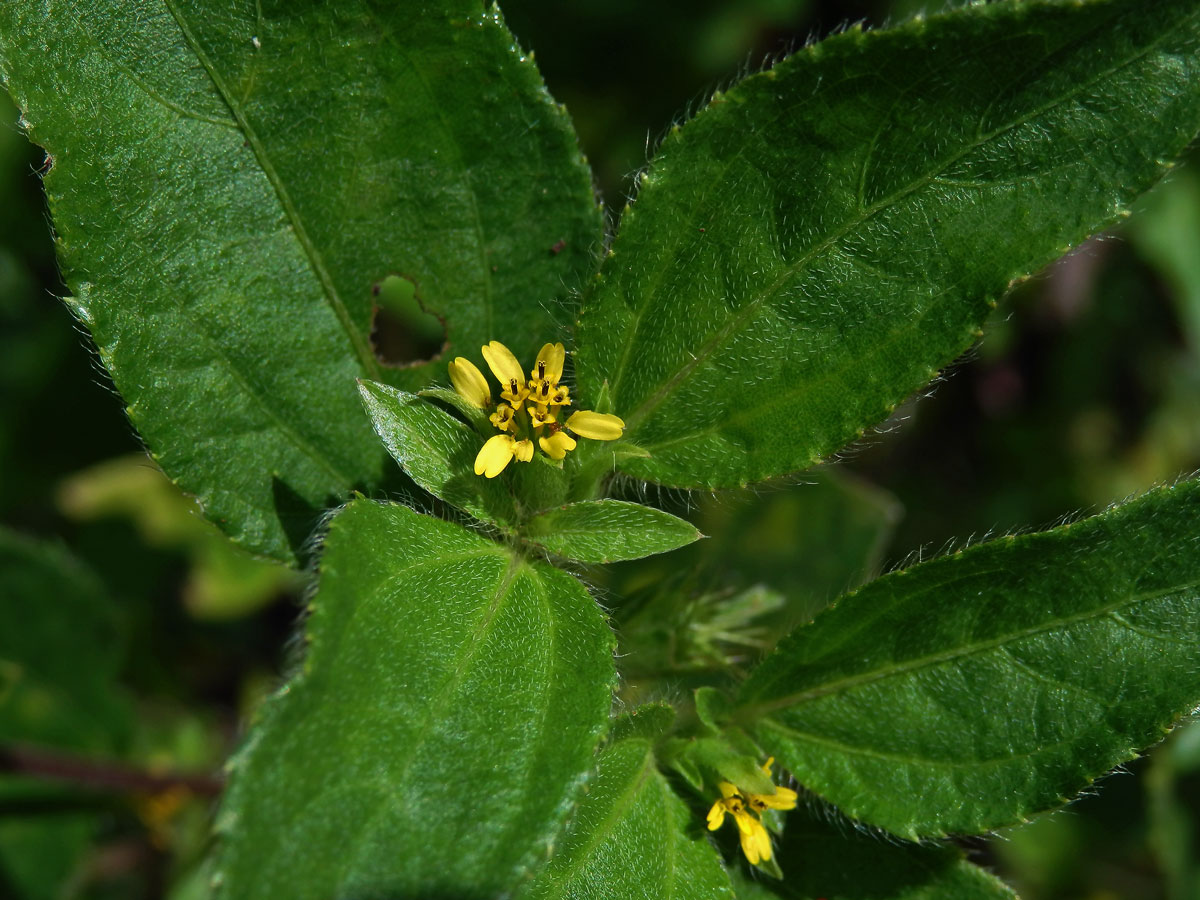 Synedrella nodiflora (L.) Gaertn.